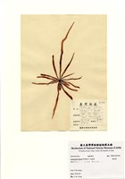 藏品(蜈蚣藻)的圖片